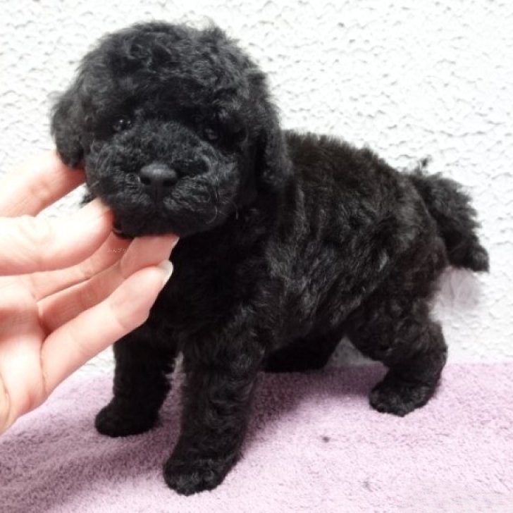 2/22生まれ ブラックの女の子②