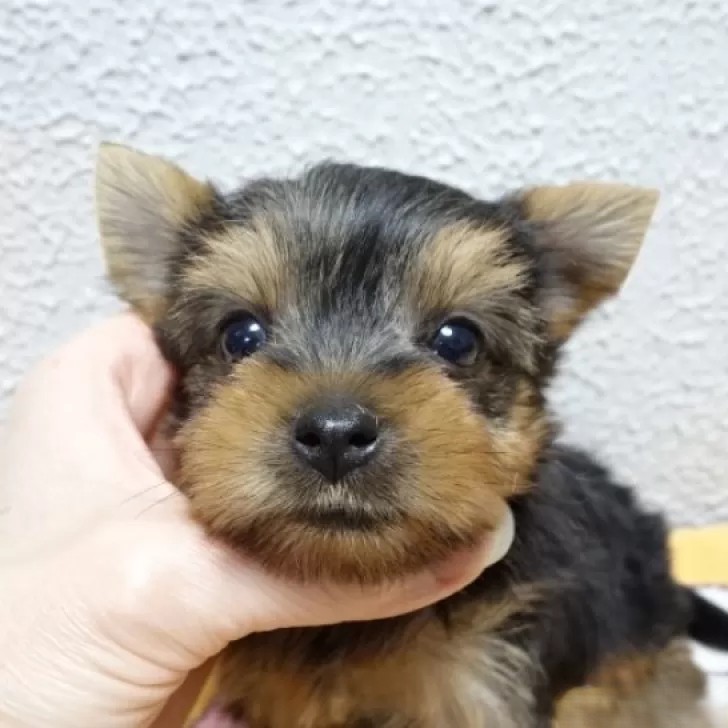 3/3生まれ 良血統の女の子です❤️