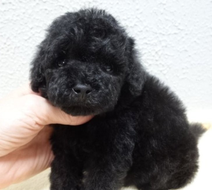 3/26生まれ 良血統の男の子です❤️