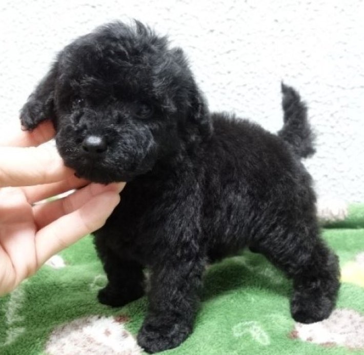 3/26生まれ 良血統の男の子です❤️